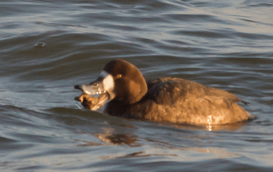 Lesser Scaup