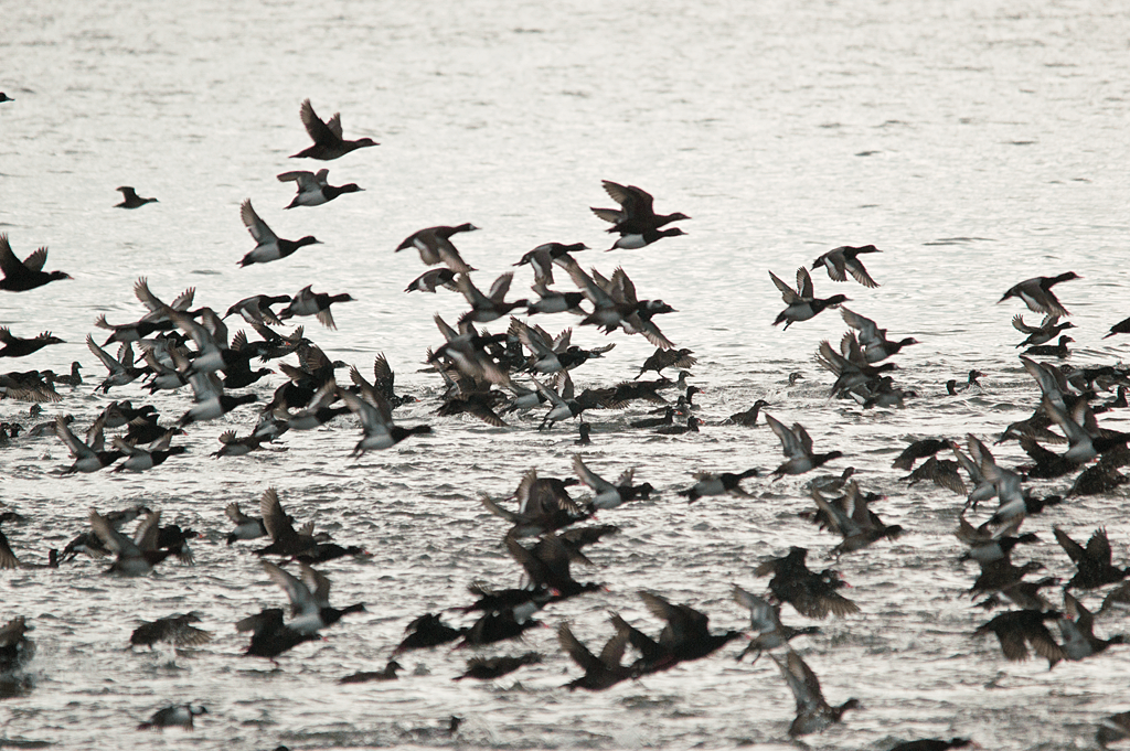 Lesser Scaup