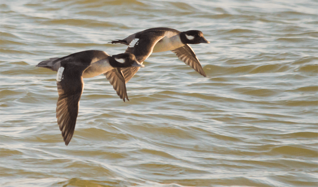 Lesser Scaup