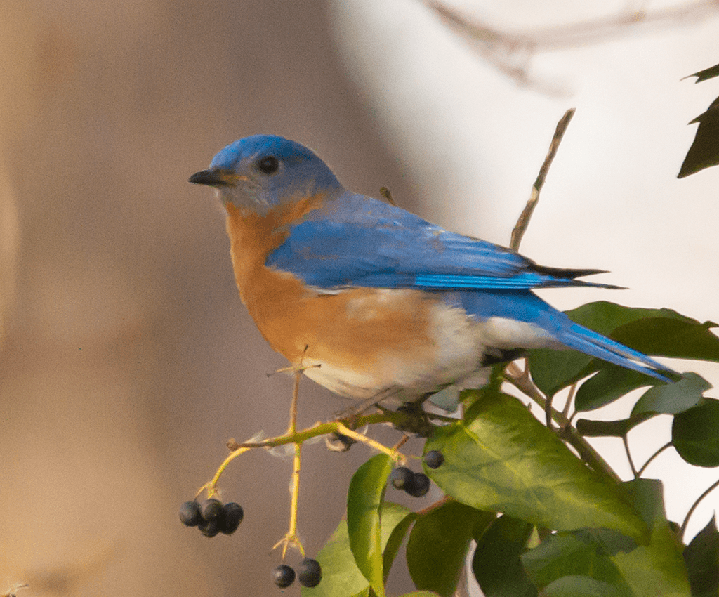 Bluebird