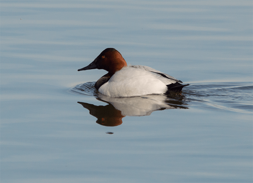 Canvasback
