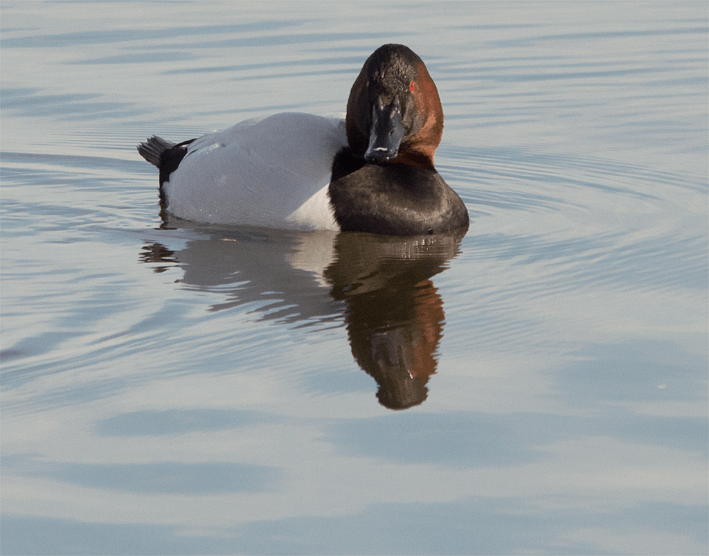 Canvasback