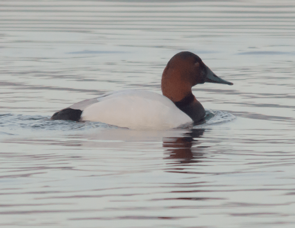 Canvasback