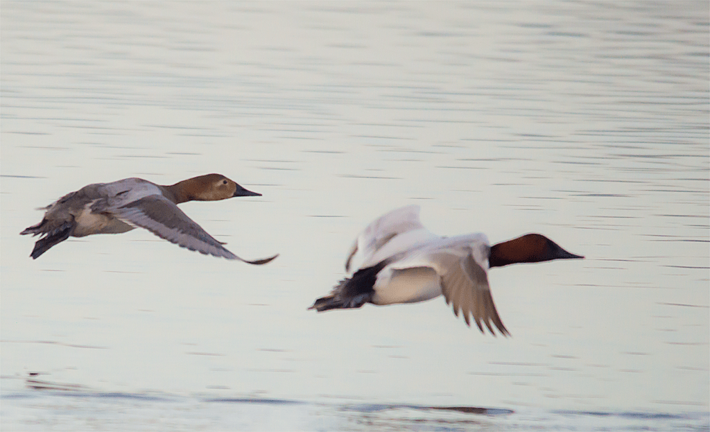 Canvasback