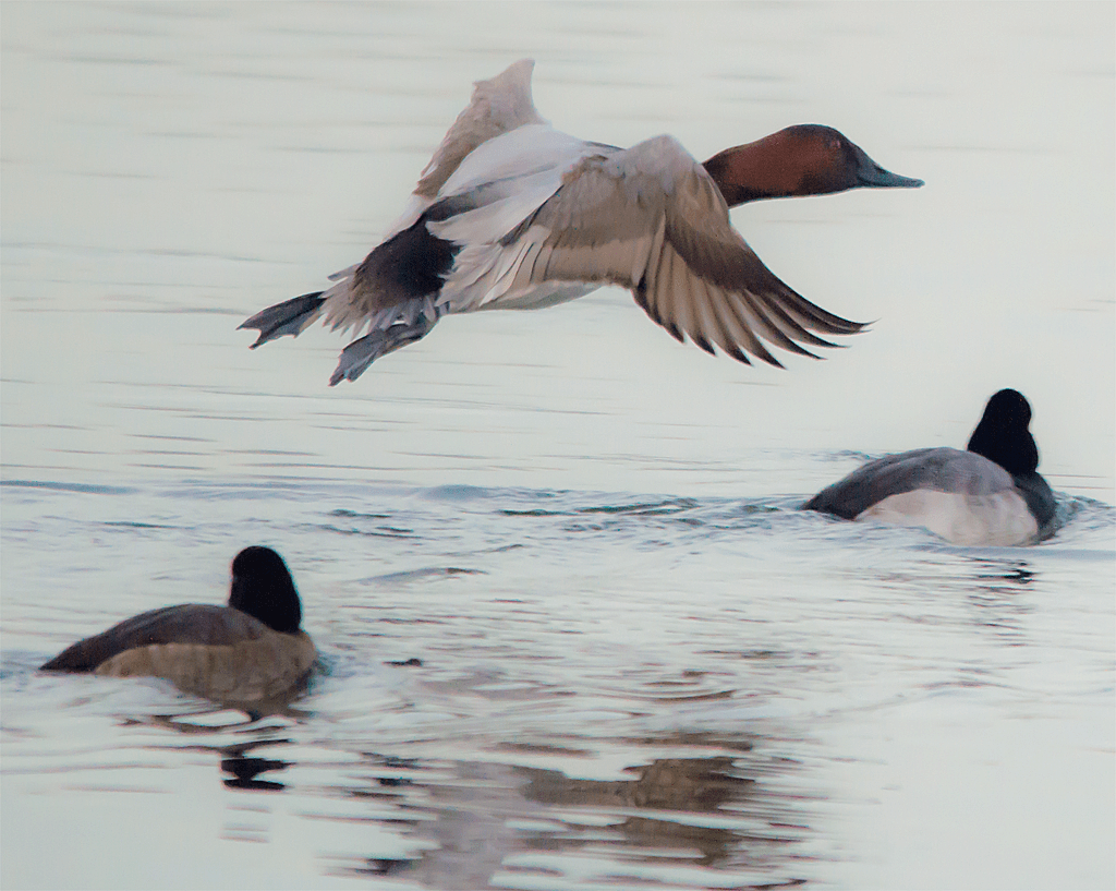 Canvasback