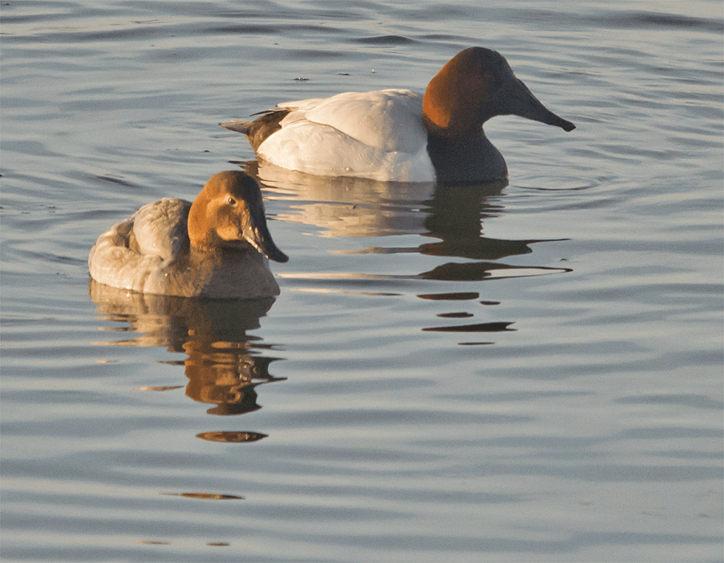 Canvasback