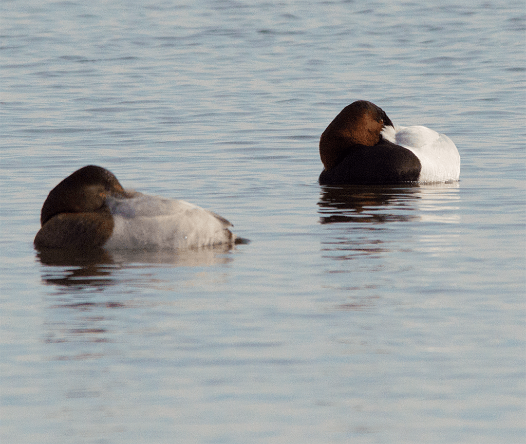 Canvasback