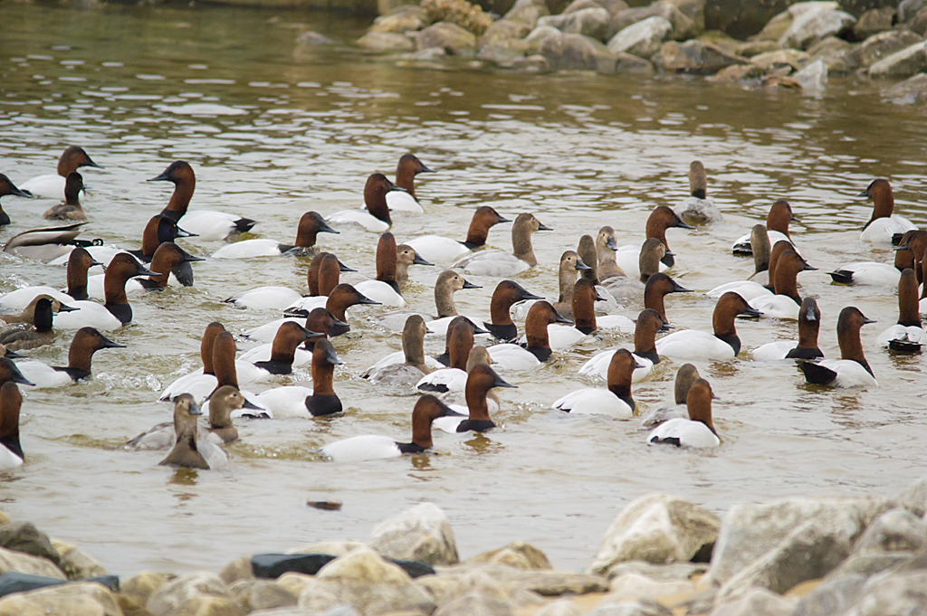 Canvasback