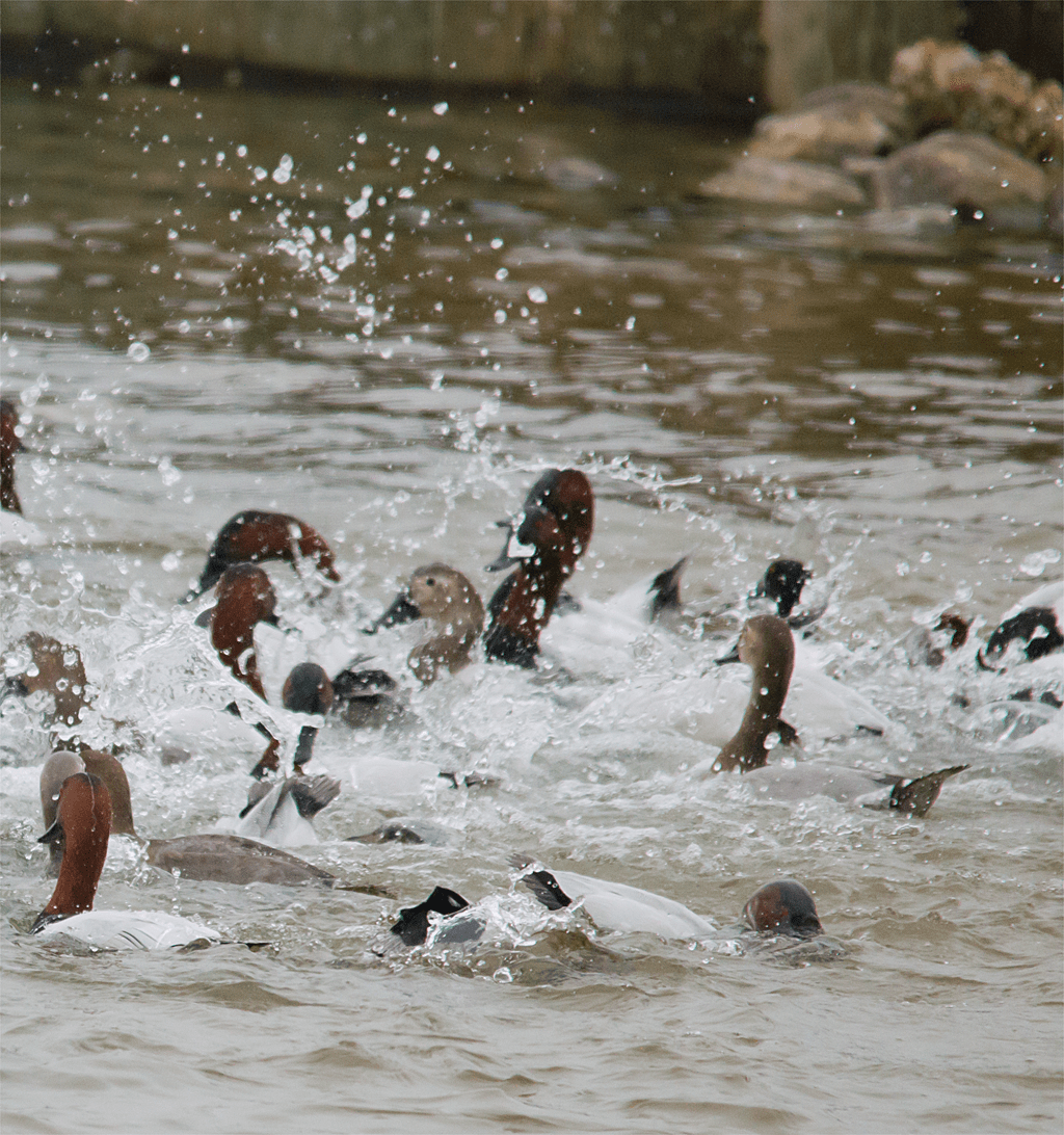 Canvasback