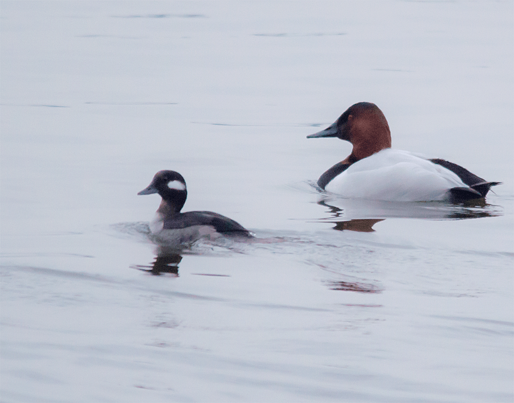 Canvasback