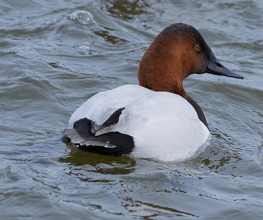 Canvasback
