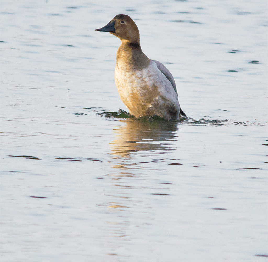 Canvasback