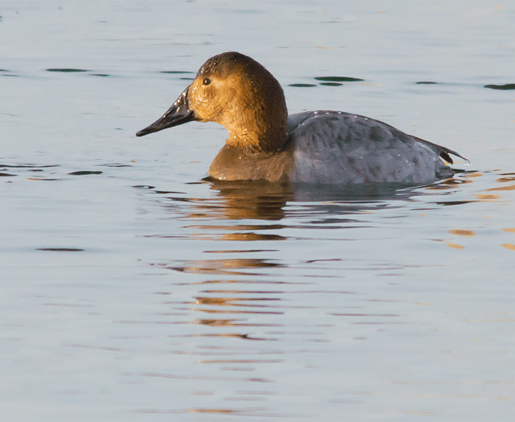 Canvasback