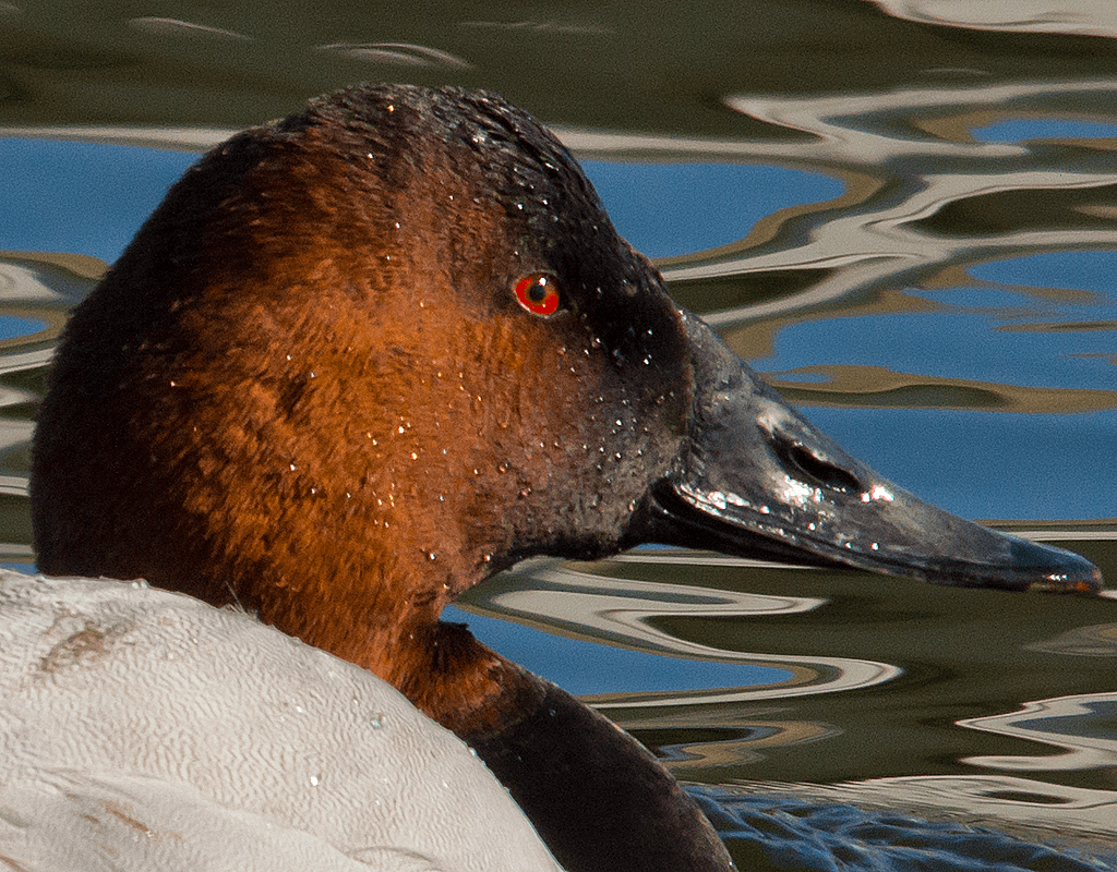 Canvasback