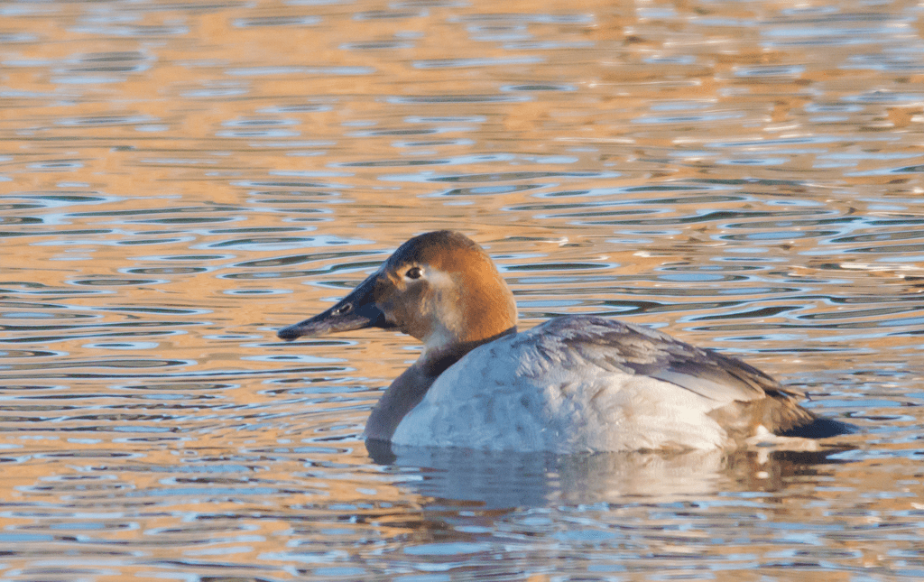 Canvasback