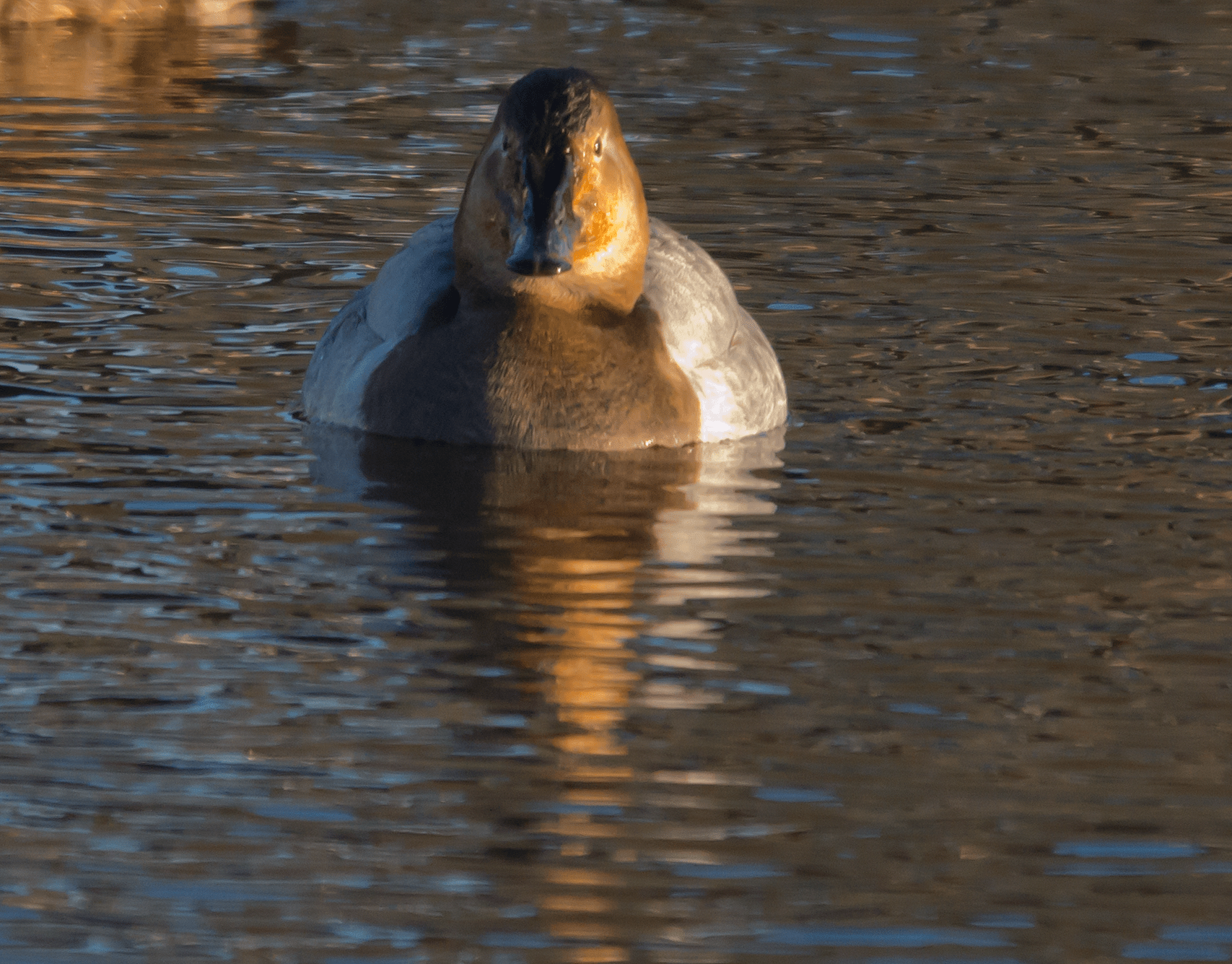 Canvasback