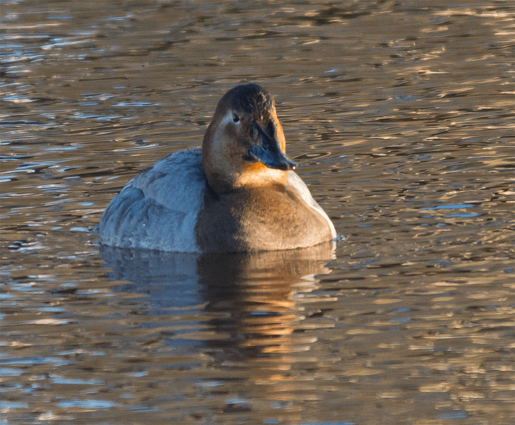 Canvasback