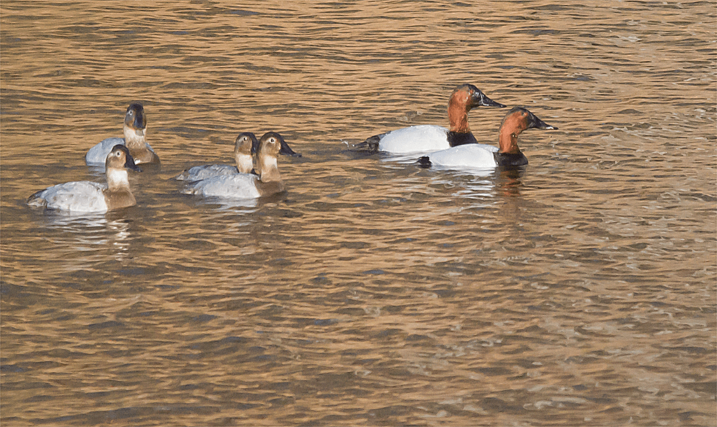 Canvasback