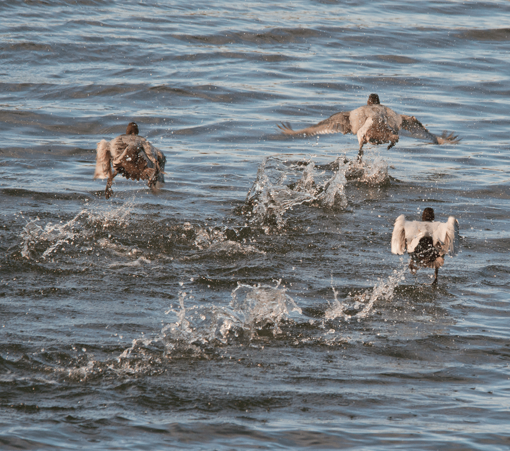 Canvasback