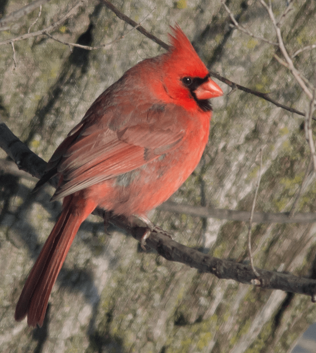 Cardinal