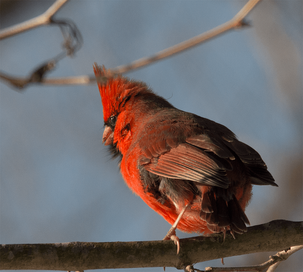 Northern Cardinal