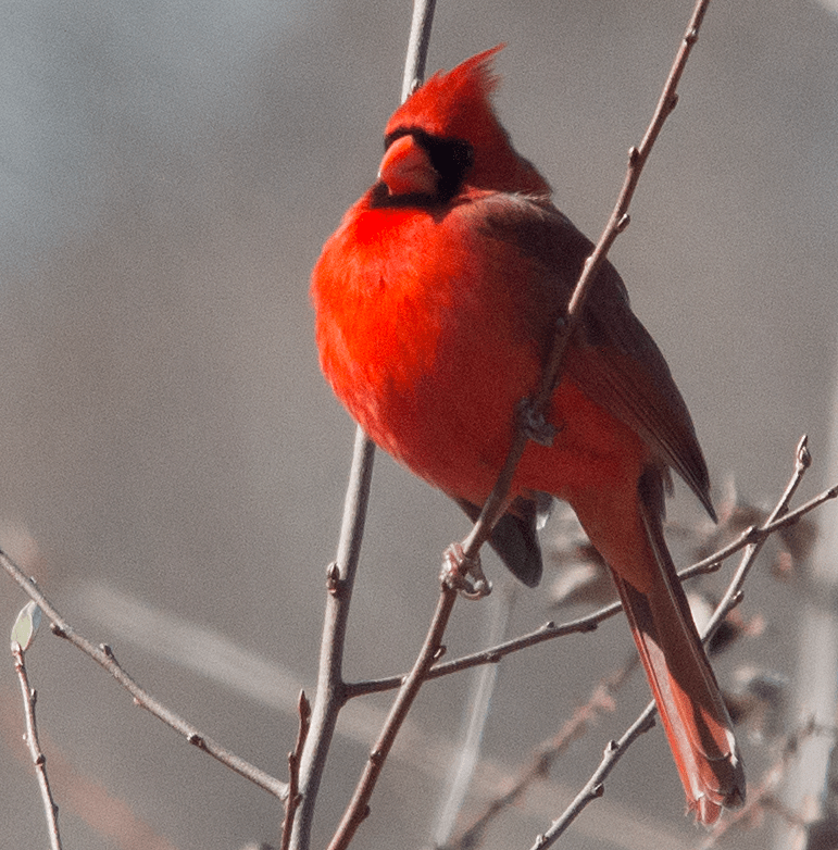 Cardinal