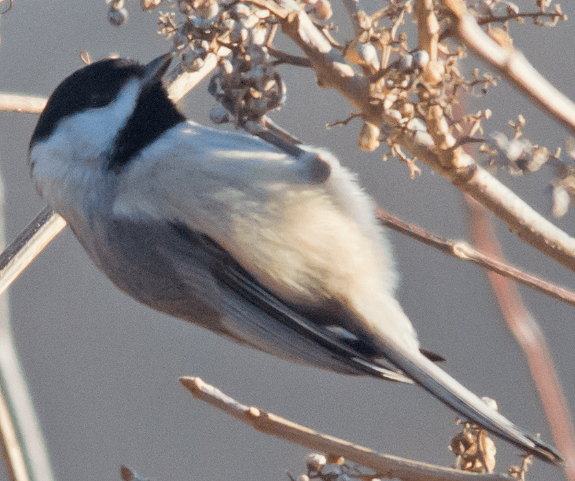 Chickadee