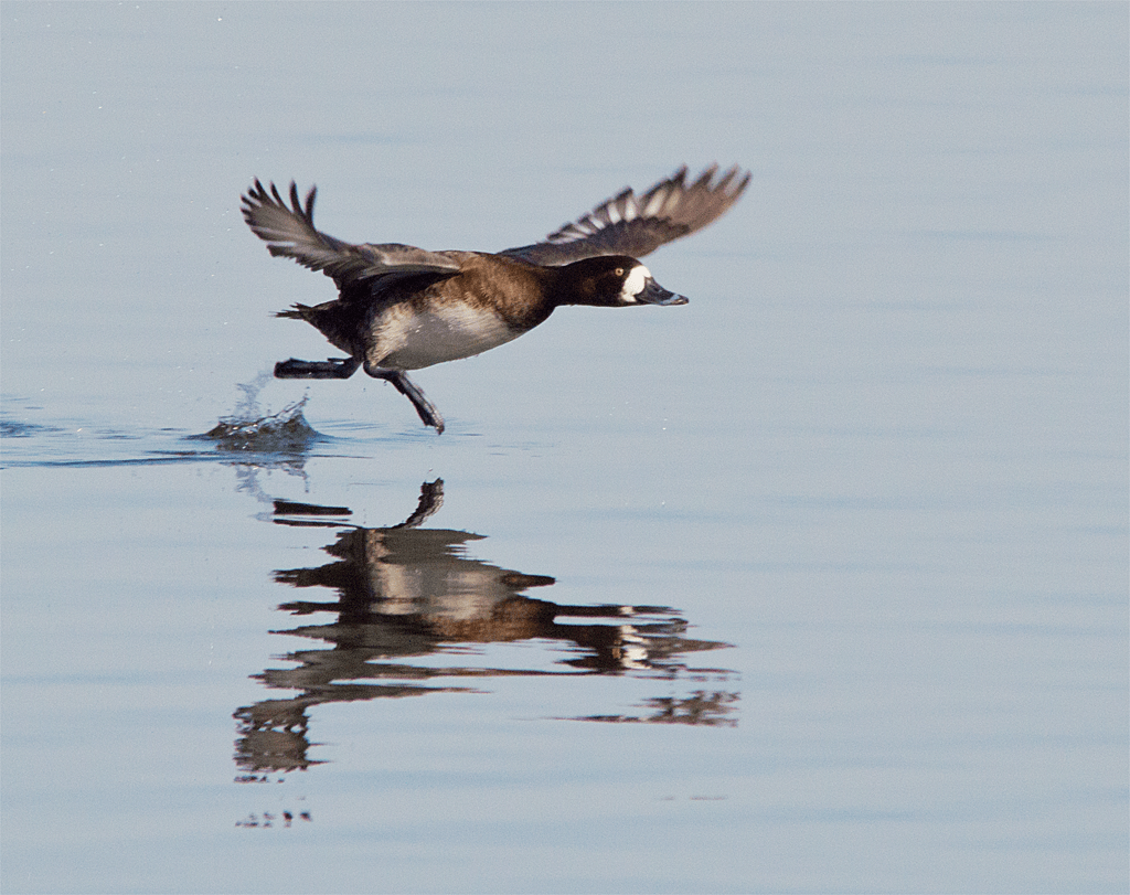 Lesser Scaup