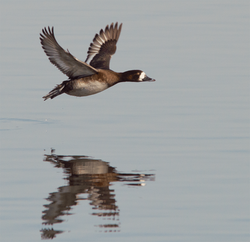 Lesser Scaup
