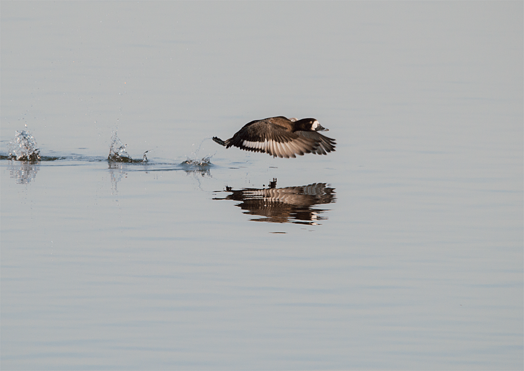 Lesser Scaup