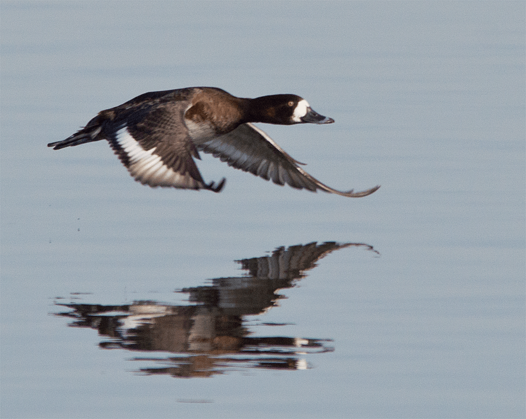 Lesser Scaup
