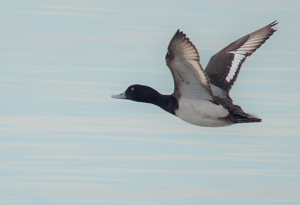 Lesser Scaup