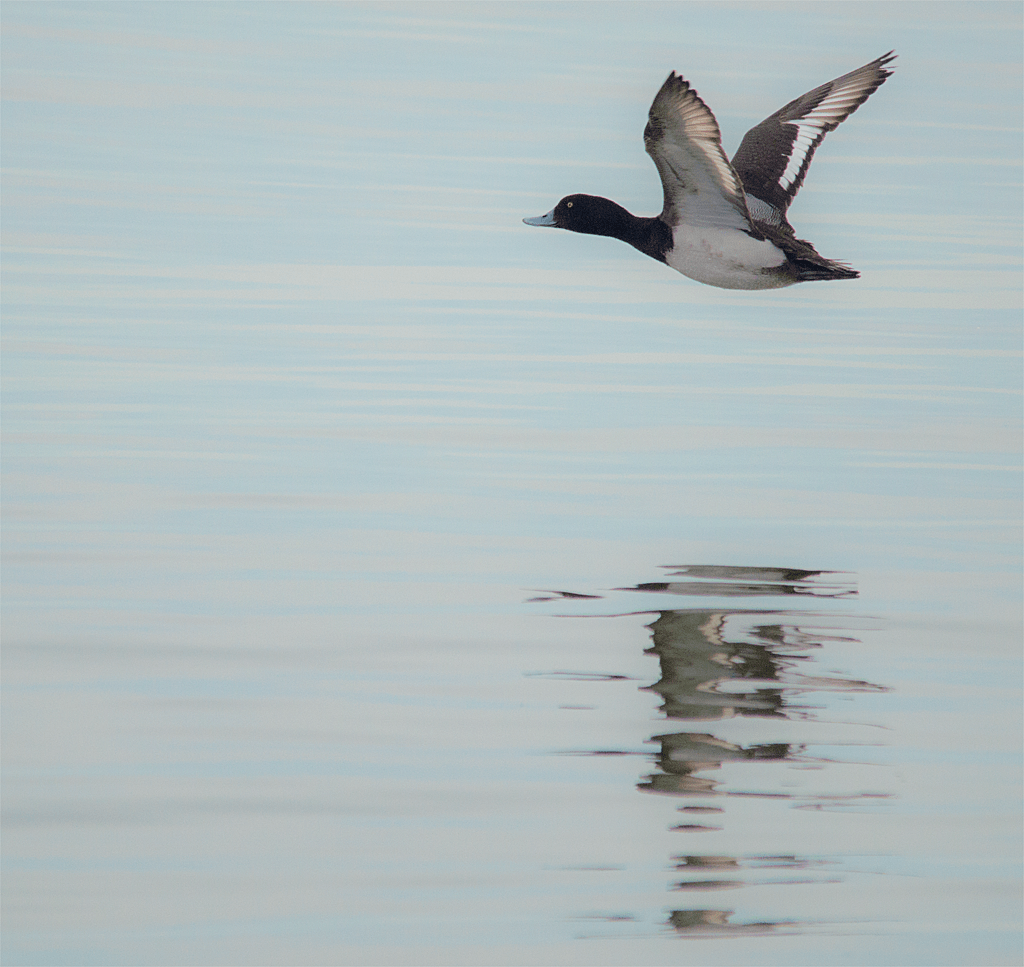 Lesser Scaup