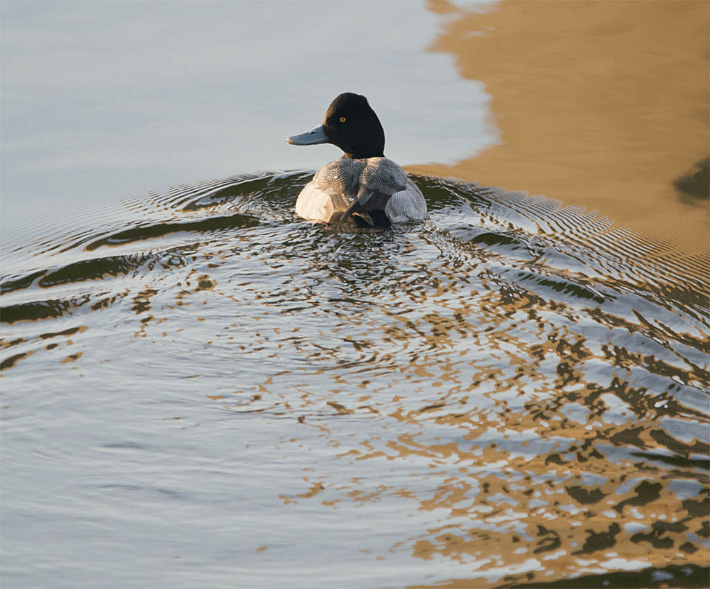 Lesser Scaup