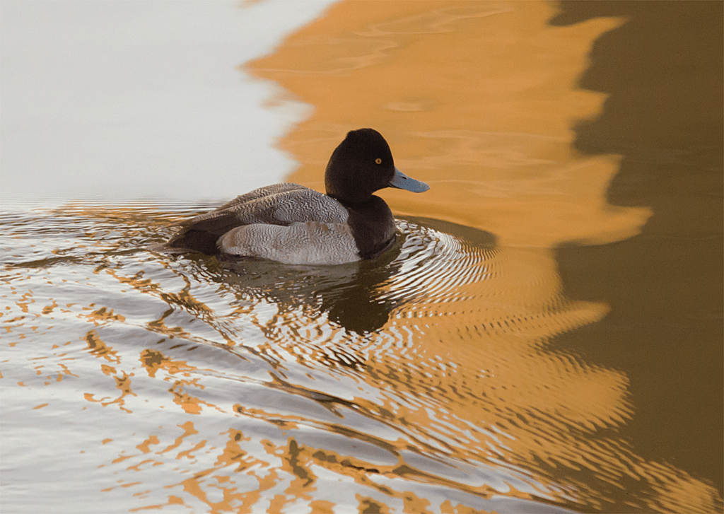 Lesser Scaup