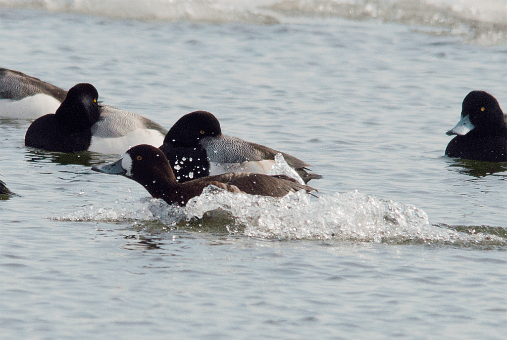 Lesser Scaup