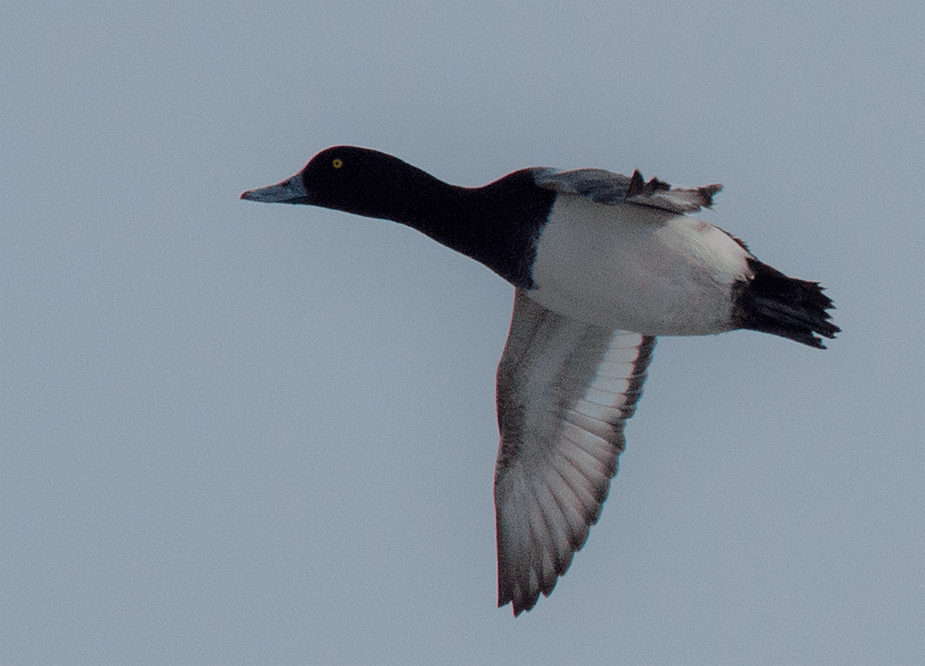 Lesser Scaup