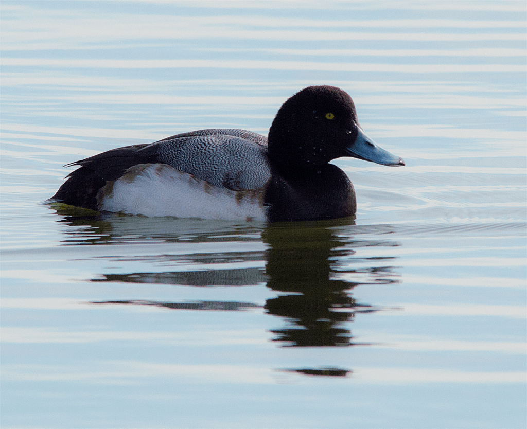 Lesser Scaup