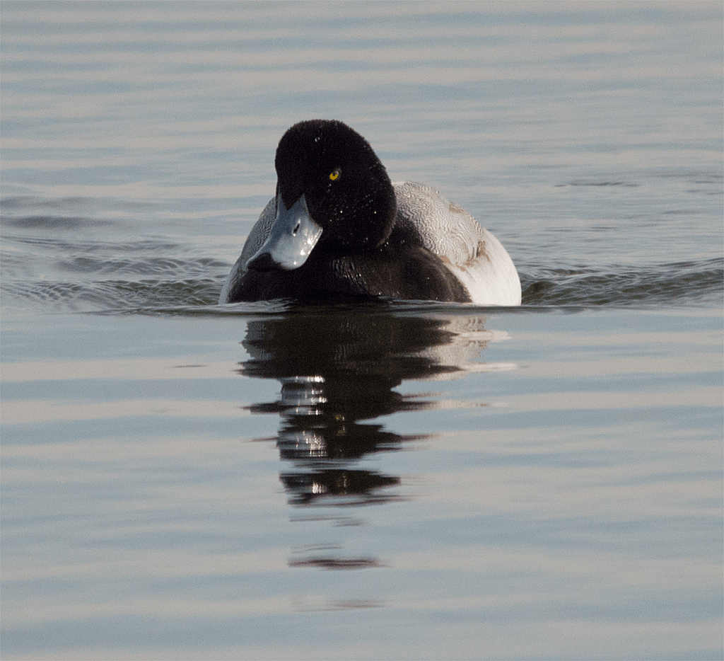 Lesser Scaup