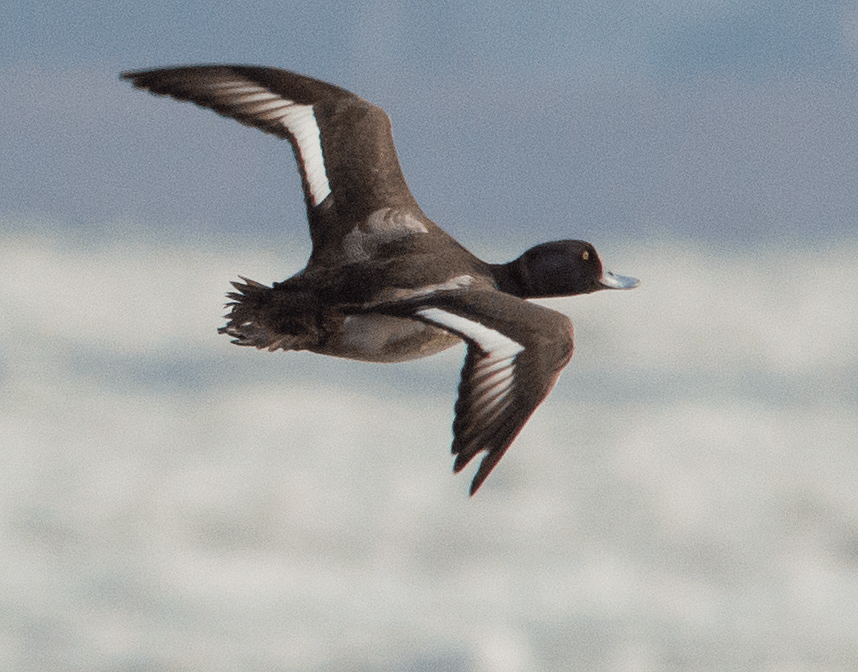 Lesser Scaup