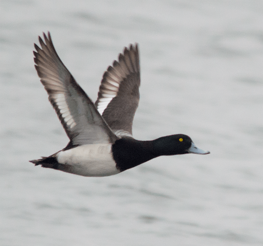 Lesser Scaup