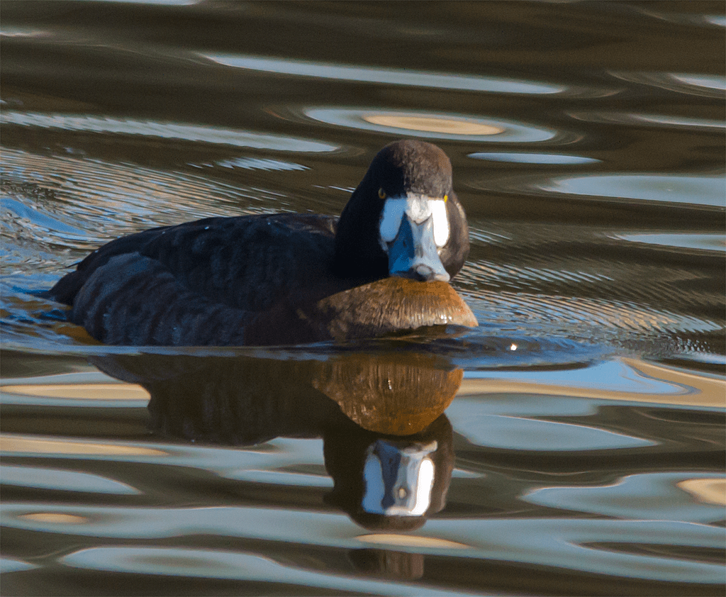 Lesser Scaup