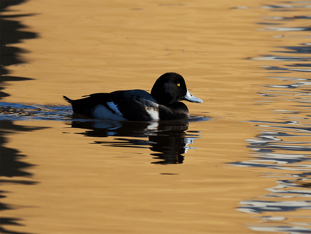 Lesser Scaup
