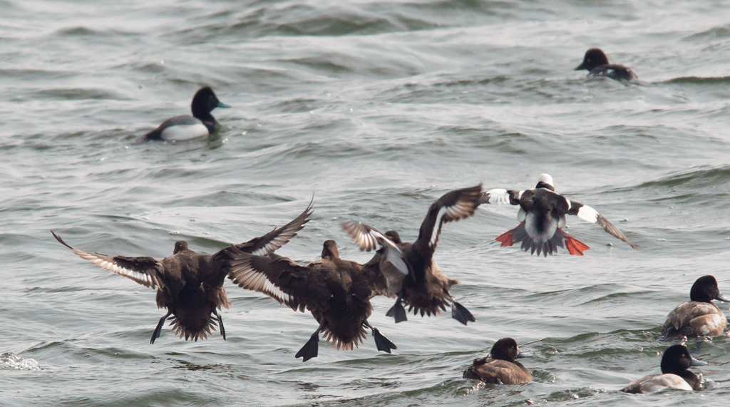 Lesser Scaup