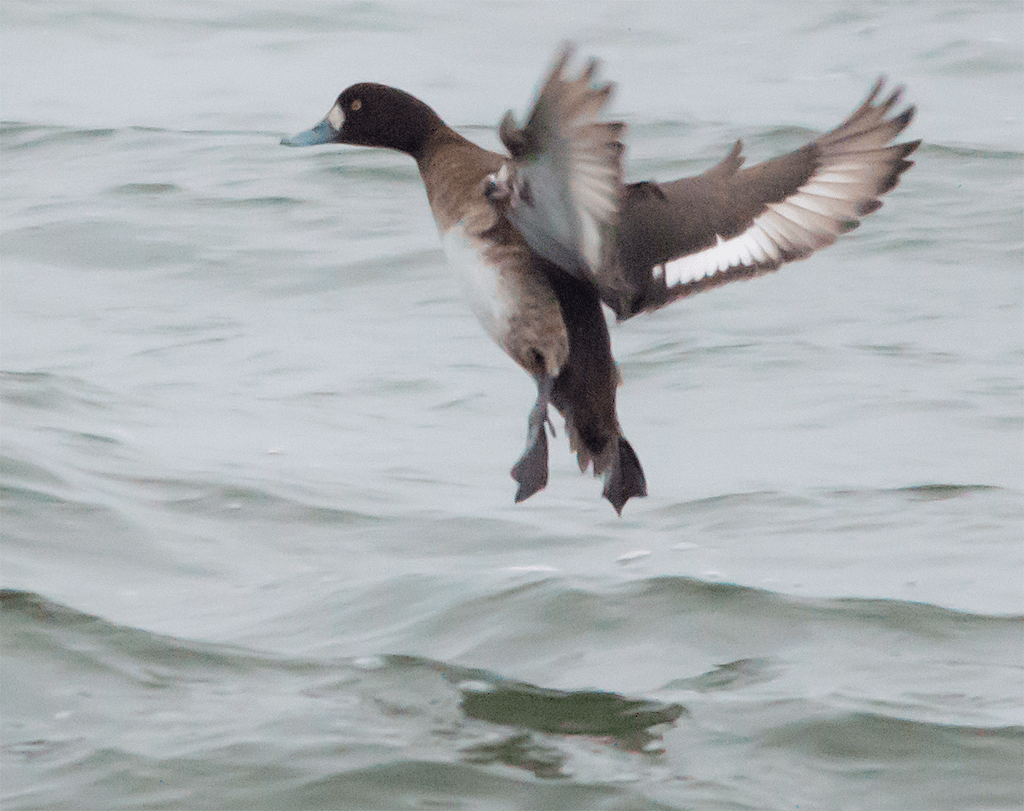Lesser Scaup