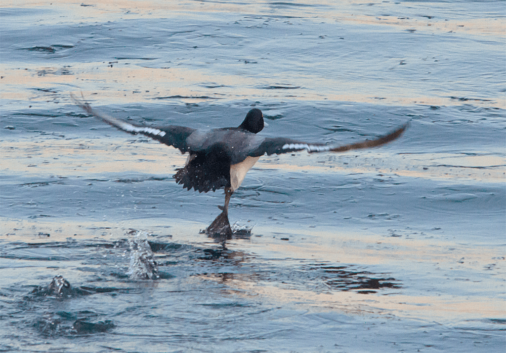Lesser Scaup