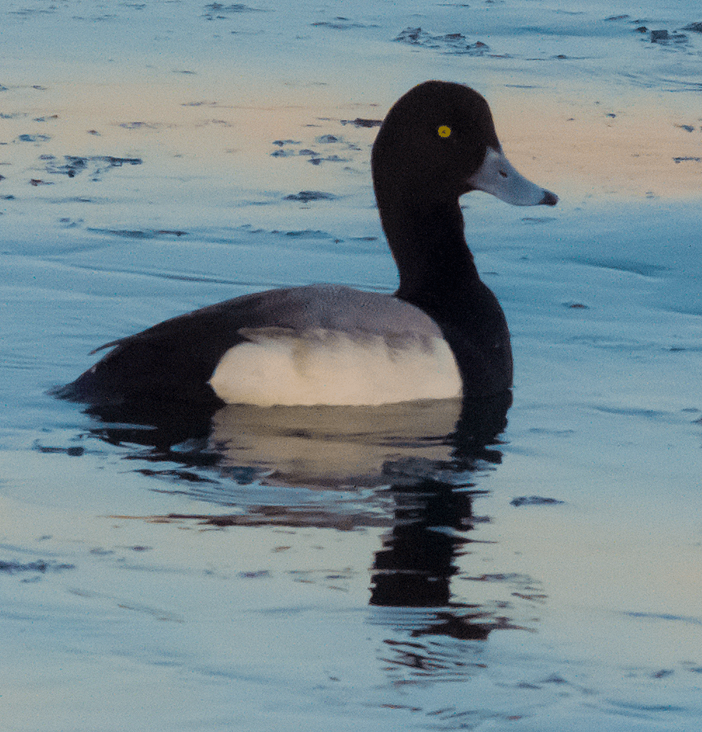 Lesser Scaup