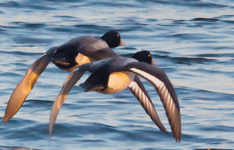 Lesser Scaup