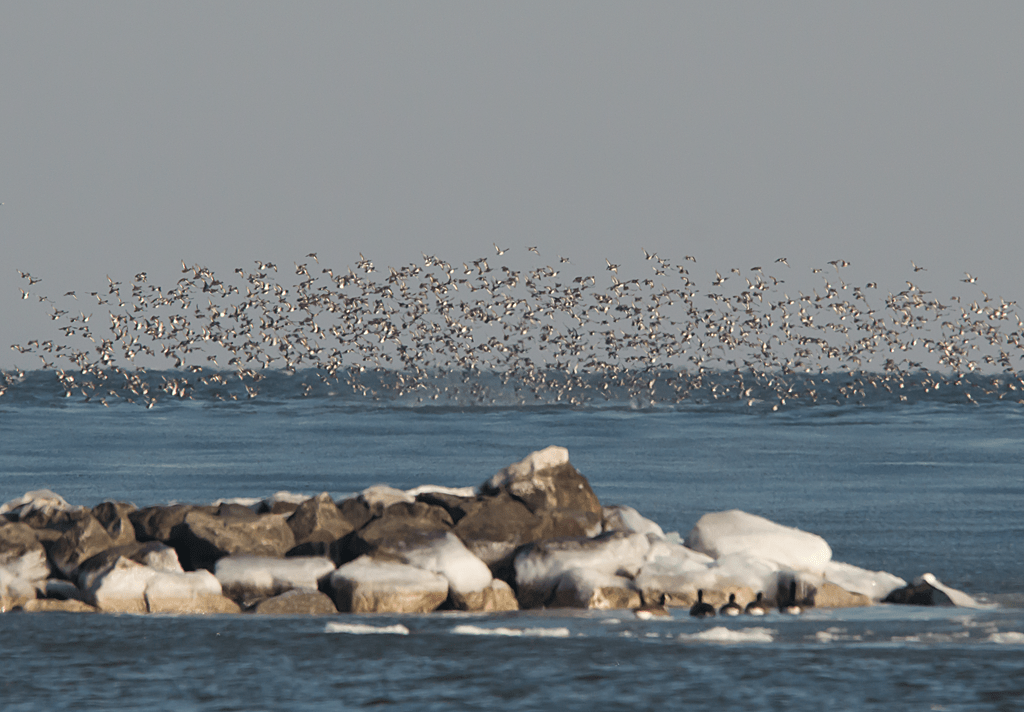 Lesser Scaup