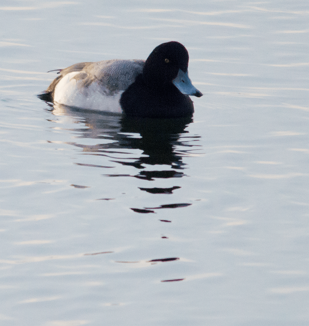 Lesser Scaup